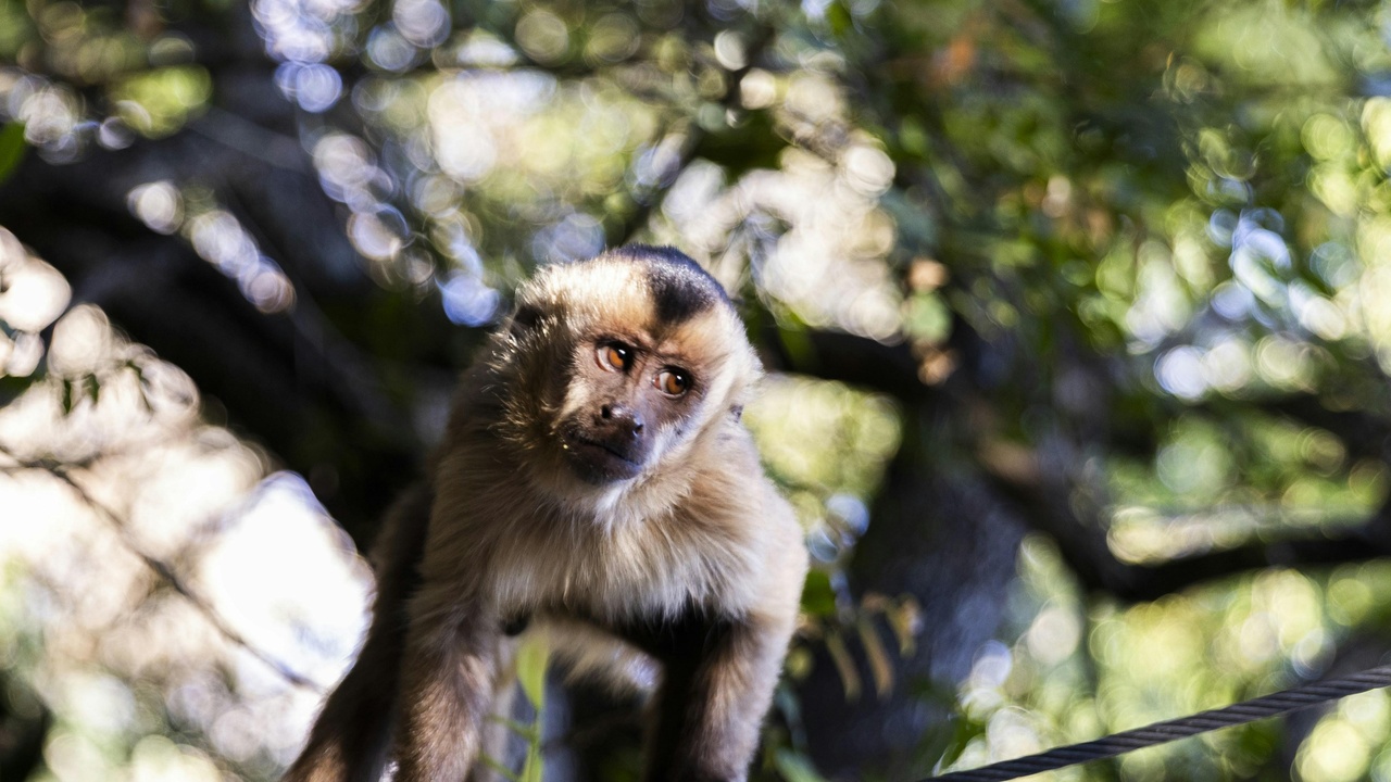 Close-up of a capuchin showing tail and hands