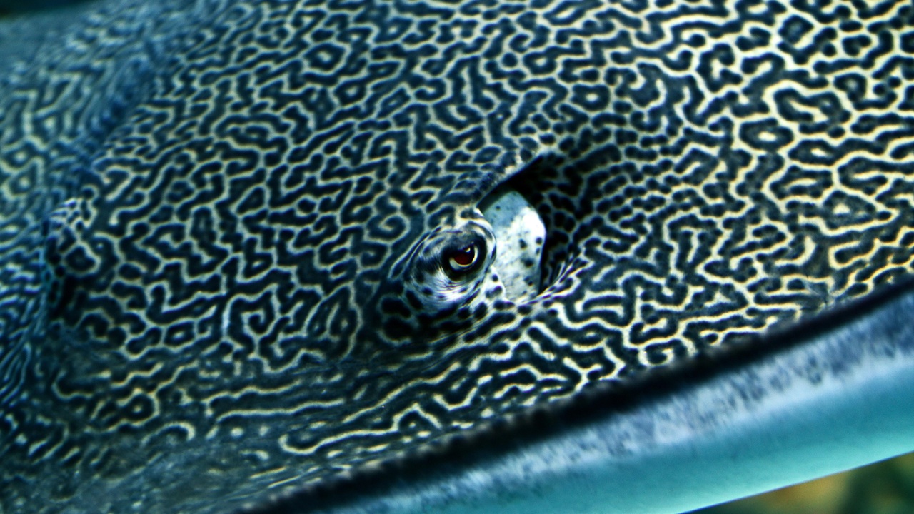 Close-up of a narwhal showing its tusk and mottled skin
