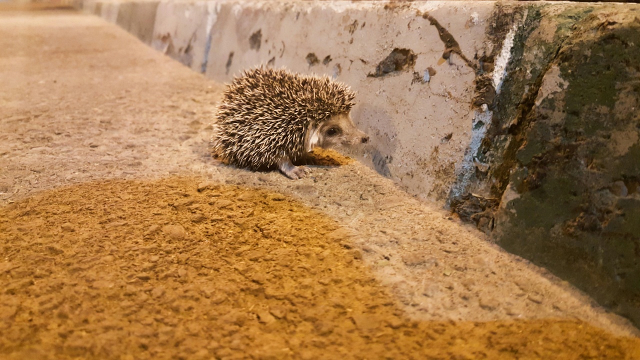 Close-up of a hedgehog's spines and face