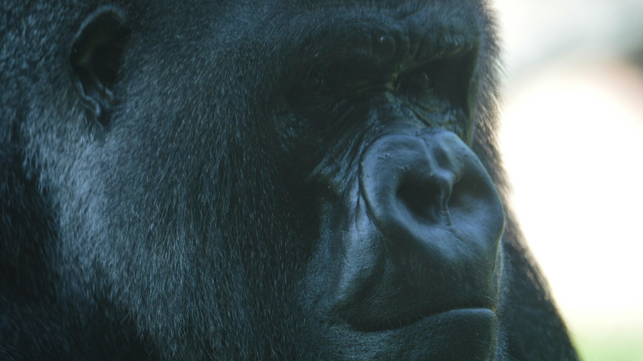 Close-up portrait of a silverback gorilla showing facial features and powerful chest.