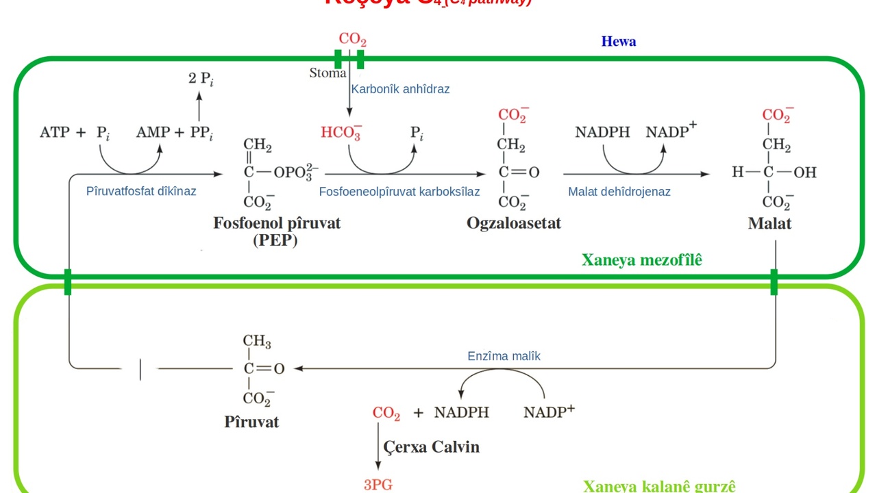 Diagram of CAM photosynthesis and stomatal behavior in a succulent plant