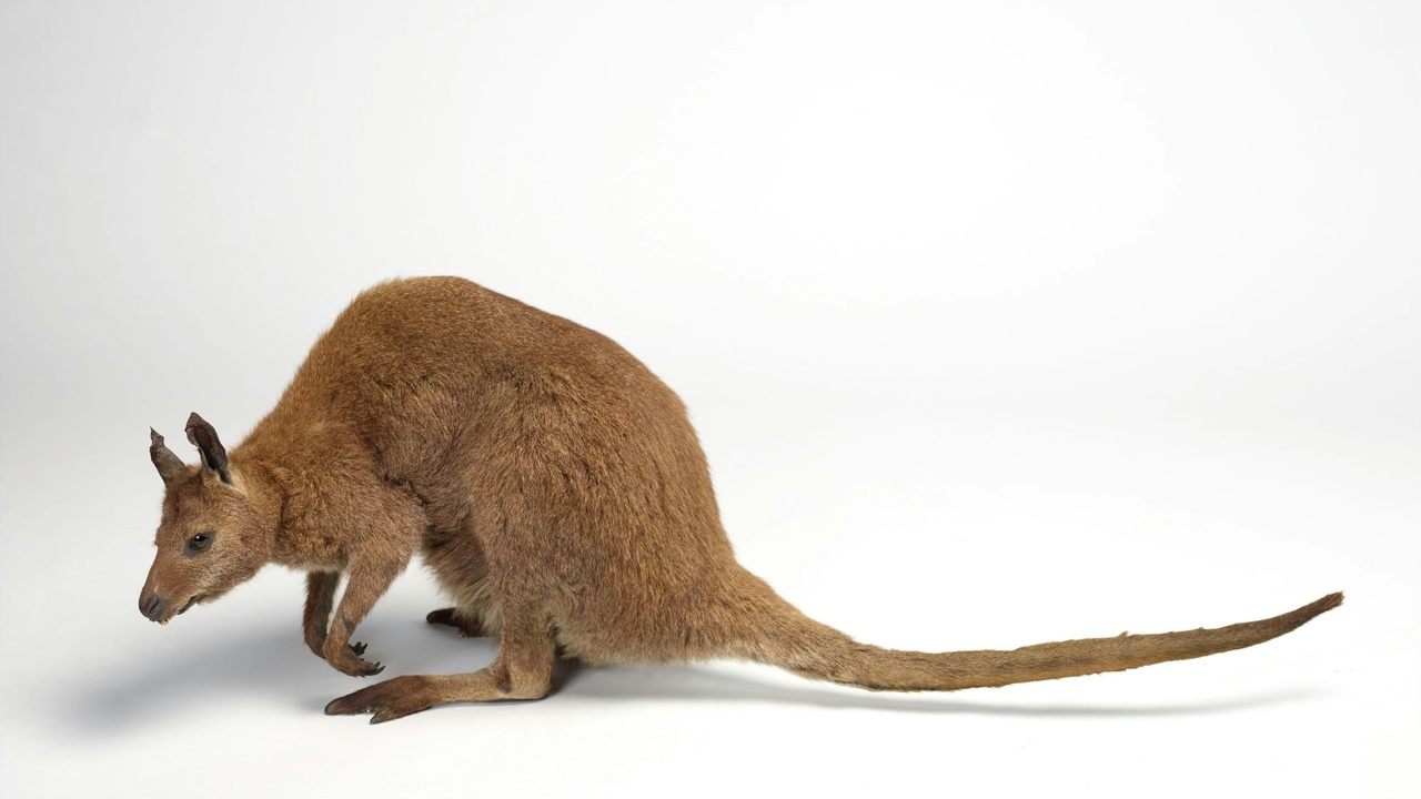 Kangaroo rat nibbling seeds illustrating water-conserving adaptations