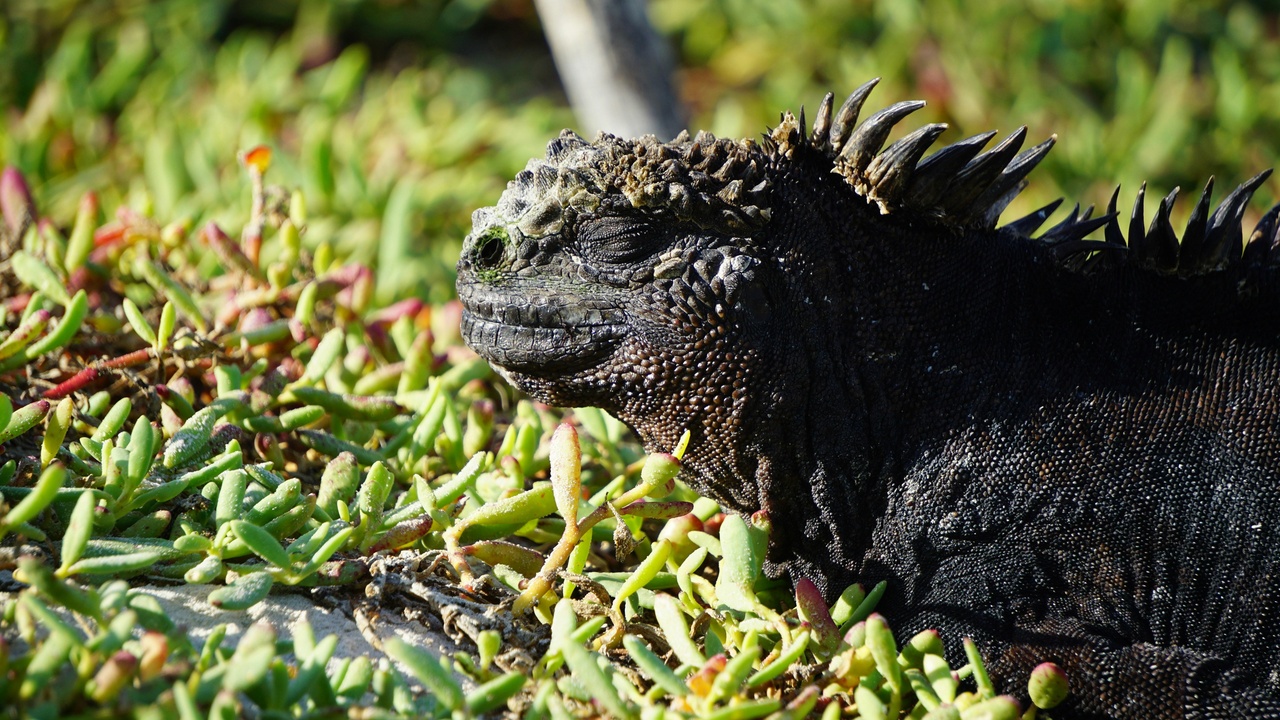 Iguana basking with eye and salt crystals visible