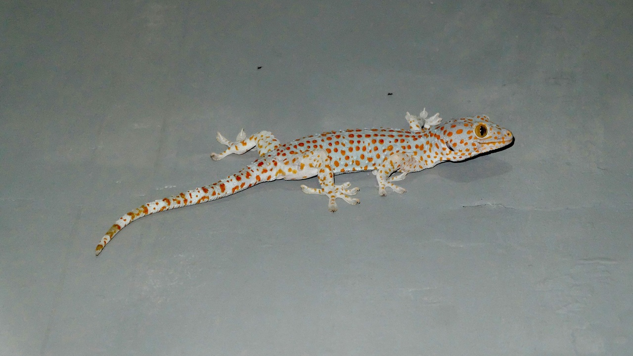 gecko tail regeneration and a pet gecko in a terrarium