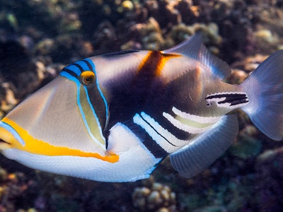 Picasso triggerfish
