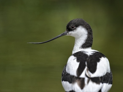 Pied Avocet