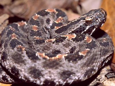 Pigmy rattlesnake