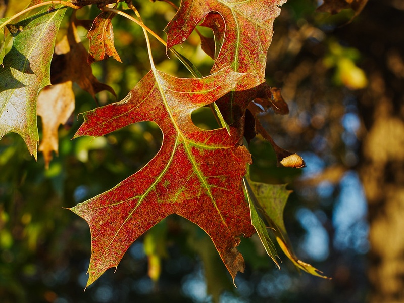 List of Swamp Trees - Flora Fauna Fun