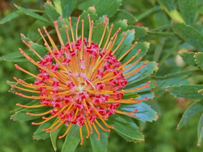 Pincushion protea