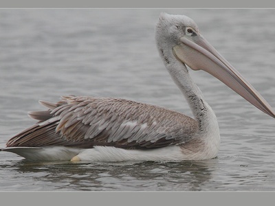 Pink-backed pelican