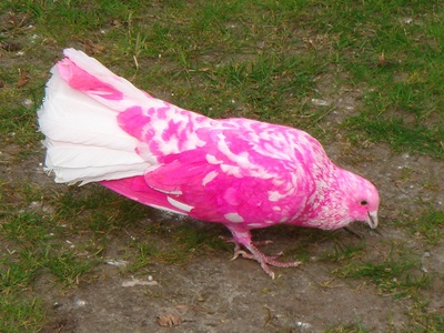 Pink pigeon