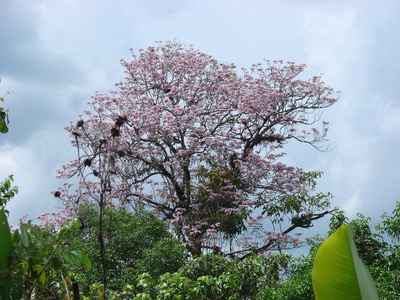 Pink poui (Trumpet tree)