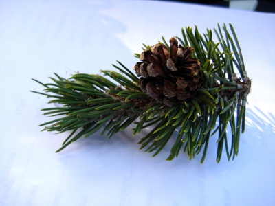 Pinus mugo (mountain pine)