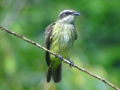 Piratic Flycatcher