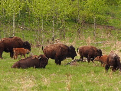 Plains bison