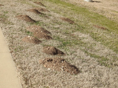 Plains pocket gopher