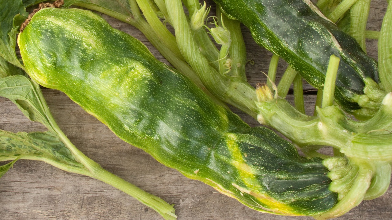 Stunted crops and a hand holding shallow, forked roots illustrating how compaction limits root penetration and causes patchy growth.