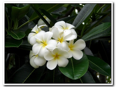 Plumeria (White Frangipani)