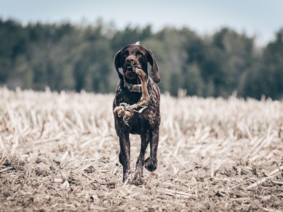 Pointer (English Pointer)