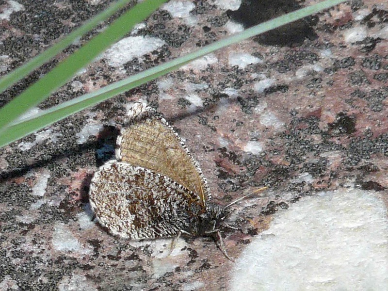 List of Arctic Insects - Flora Fauna Fun