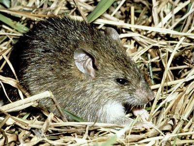 Polynesian rat