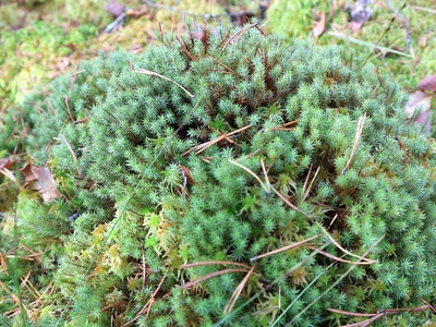 Polytrichum commune