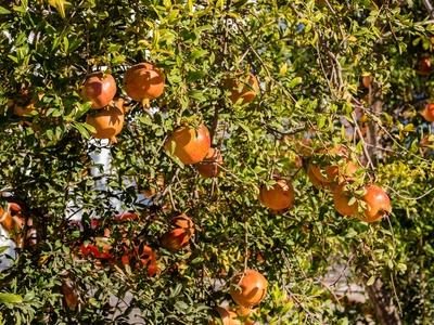 Pomegranate