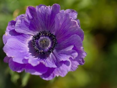 Poppy anemone