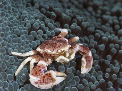 Porcelain crab