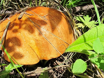 Porcini (king bolete)