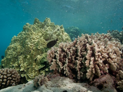 Porites lobe coral