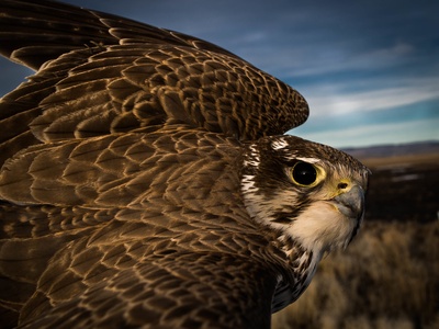 Prairie falcon