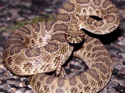 Prairie rattlesnake