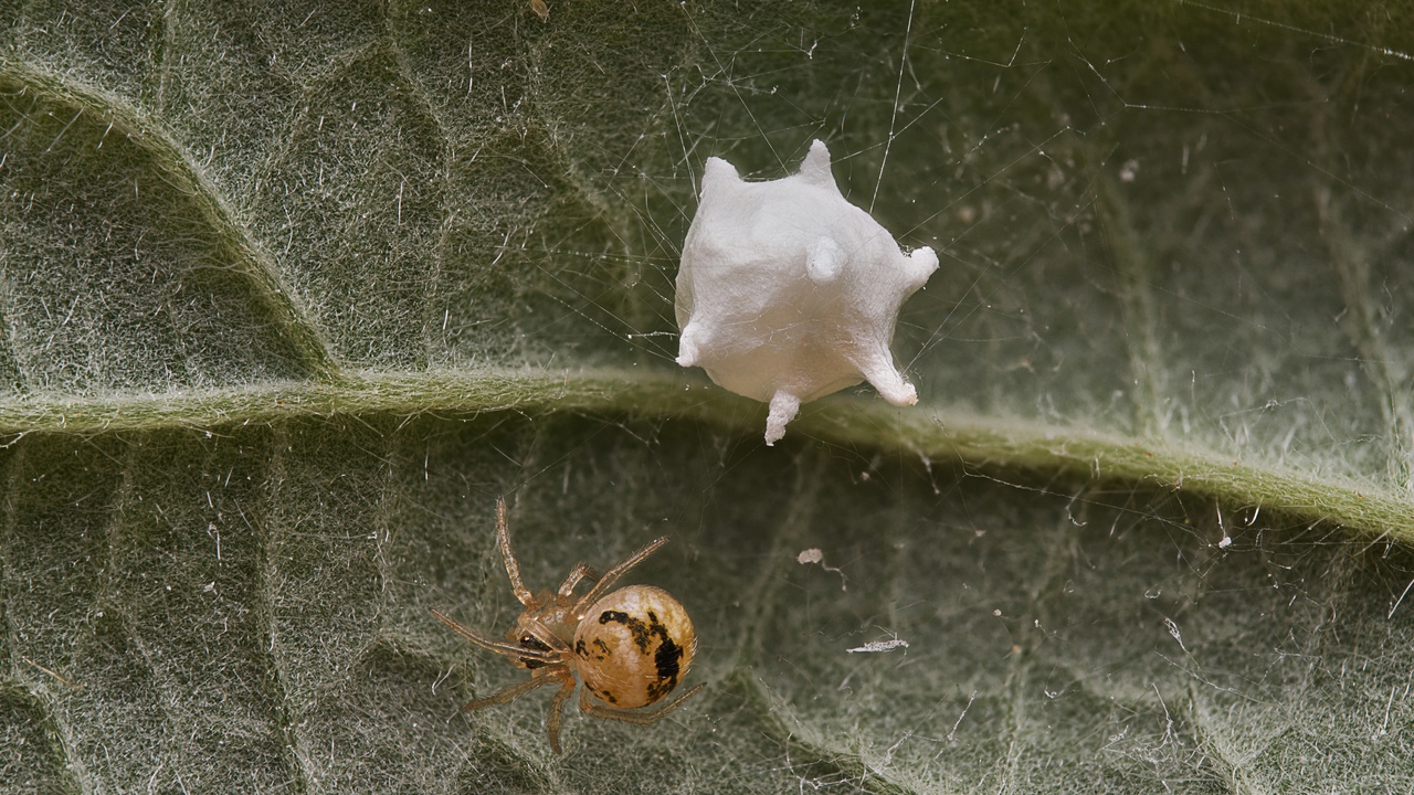 misconceptions about predators and their ecological roles