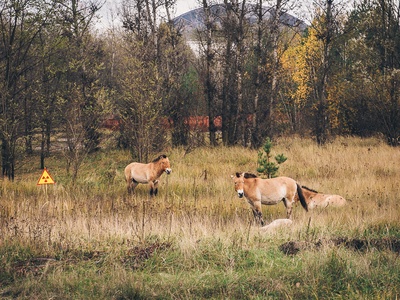 Przewalski's horse