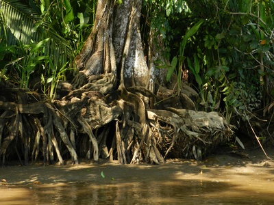 Pterocarpus officinalis