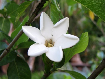 Pua (fragrant tree)