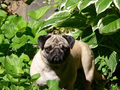 Pug