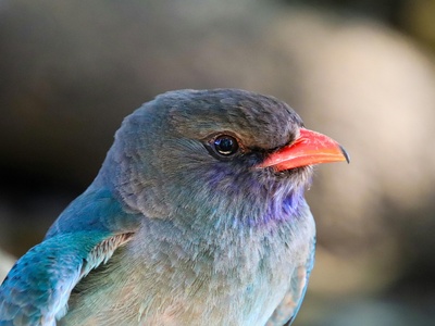 Purple-throated Cuckooshrike