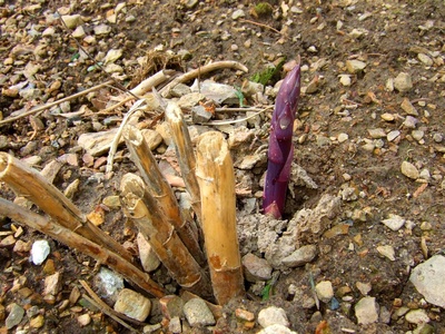 Purple asparagus