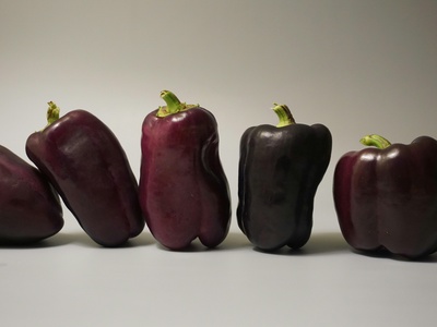 Purple bell pepper