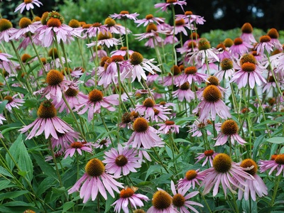 Purple coneflower
