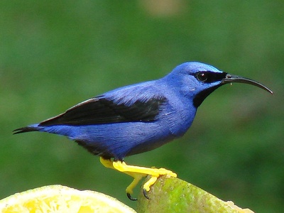 Purple Honeycreeper
