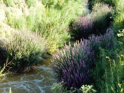 Purple loosestrife