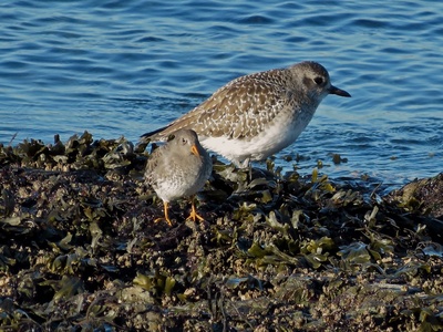 Purple sandpiper
