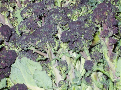 Purple sprouting broccoli