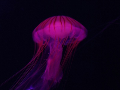 Purple stinging jellyfish