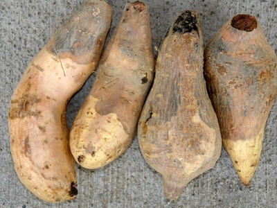 Purple sweet potato (Okinawan)