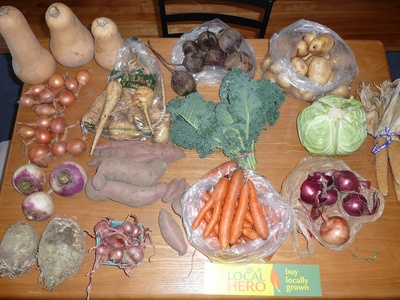 Purple turnip (purple-top)