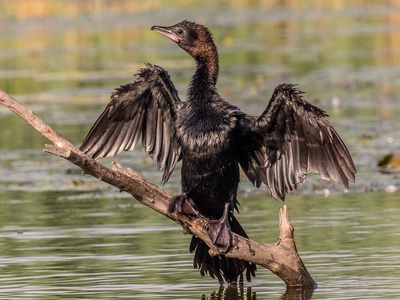 Pygmy cormorant